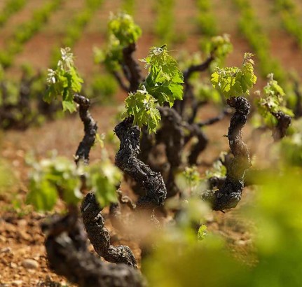 Viñedo